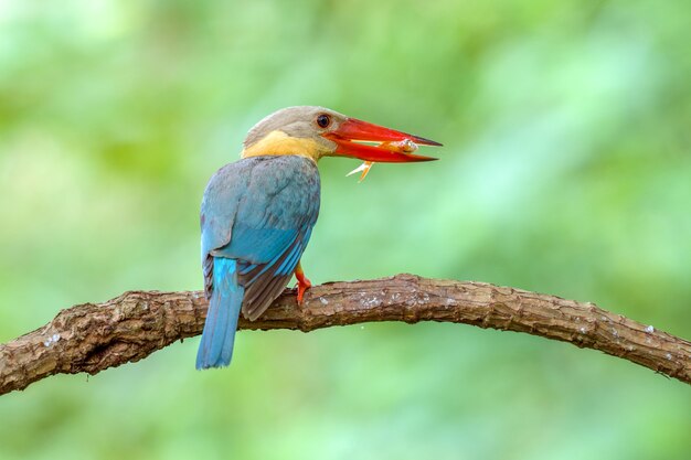 Bird (Stork-billed Kingfisher) , Thailand