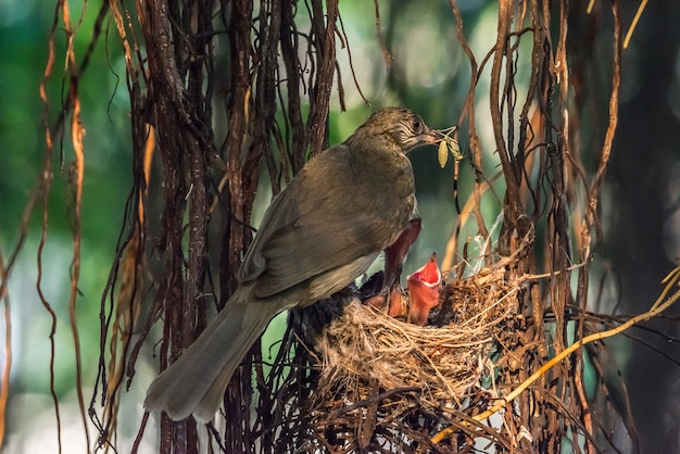 Bird (Streak-eared bulbul, Pycnonotus blanfordi) brown color perched in bird nest