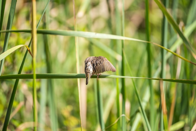 Bird (Streaked weaver) on tree in a nature wild