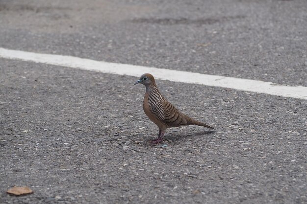 Photo bird on a street