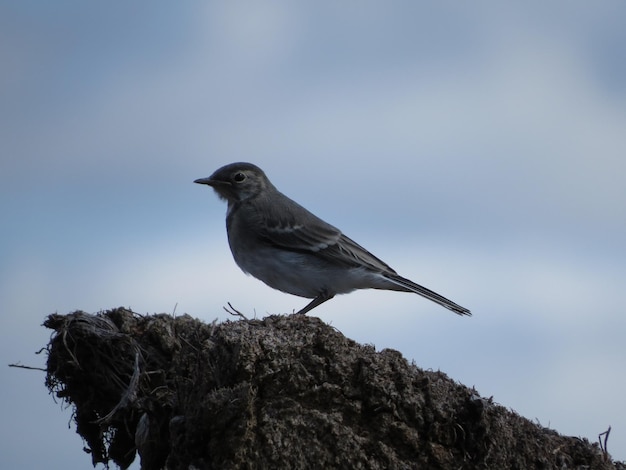 見事な場所にいる鳥