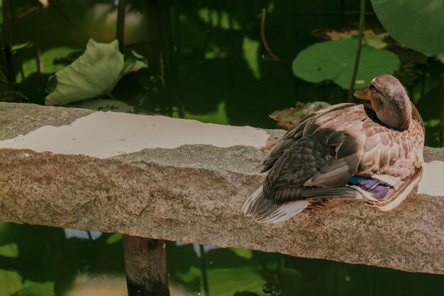 白昼の中で日光浴をする鳥