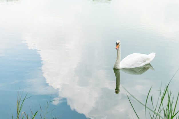 Фото Птица (лебеди, немой лебеди или лебедь) белый цвет, купающийся в пруду или воде в природе дикой природы