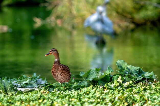 写真 湖で泳ぐ鳥