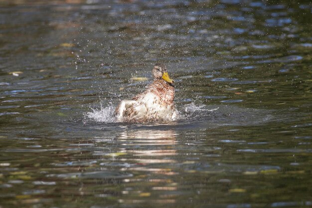 写真 湖で泳ぐ鳥