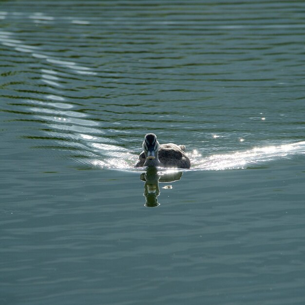 写真 水の中で泳ぐ鳥