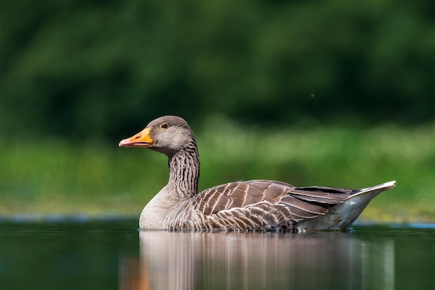 湖で泳ぐ鳥