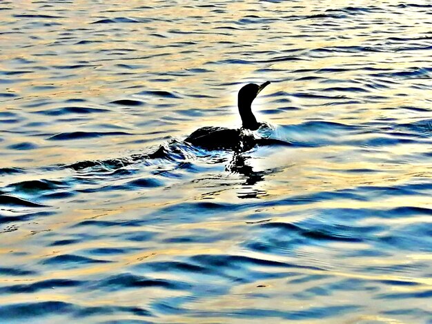 Bird swimming in lake