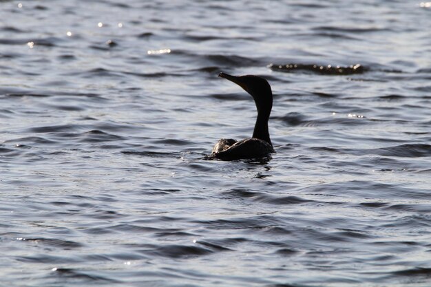 Photo bird swimming in lake