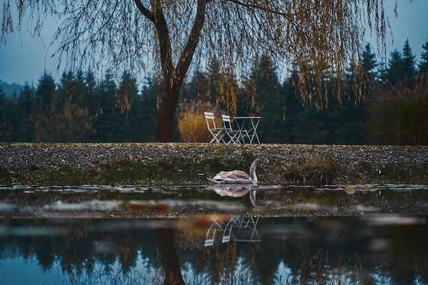 bird swimming in lake