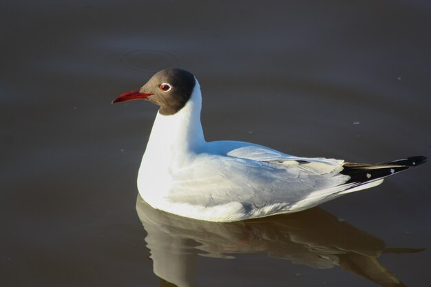 川で泳ぐ鳥