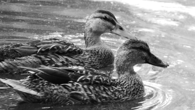 Bird swimming in water