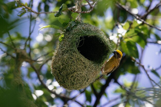 A bird that is on a tree with its nest