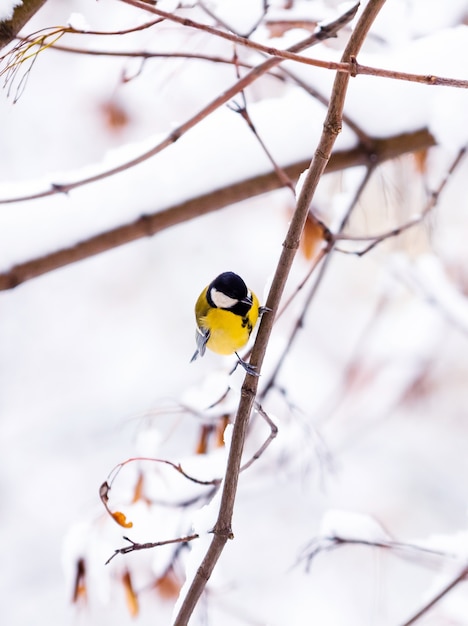 冬のカエデの枝に鳥のシジュウカラが座っています