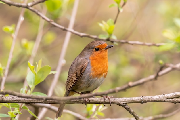 Foto uccello in cima ai rami durante il giorno