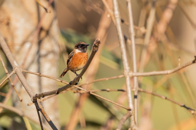 Bird on top of tree branch during the day