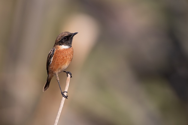 Bird on top of tree branch during the day