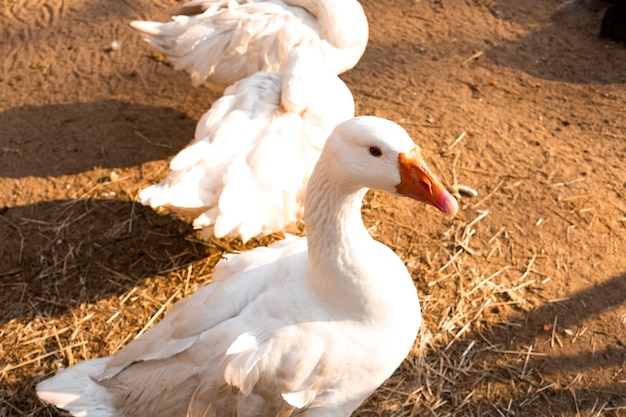 Bird top view poultry goose