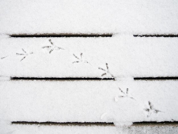 雪の中の鳥の足跡 足跡のパターン 雪の中を歩くハト