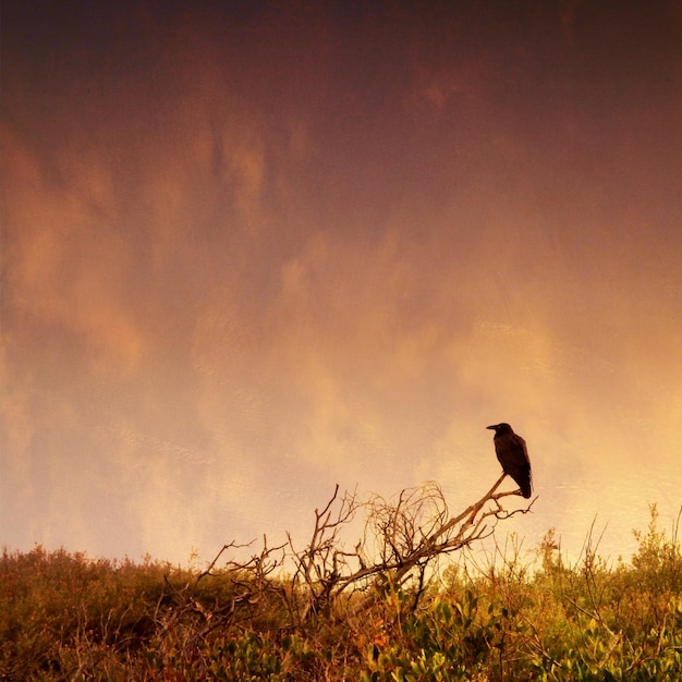 Photo bird on tree against orange sky