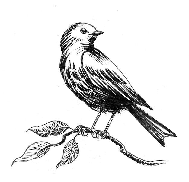 Bird on a tree branch. Ink black and white drawing