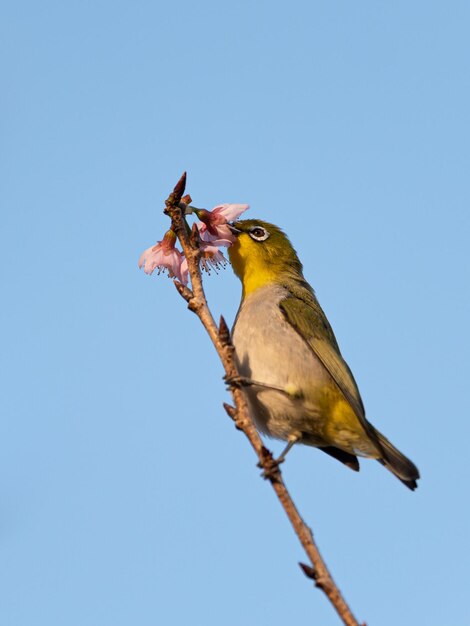 Bird on tree branch