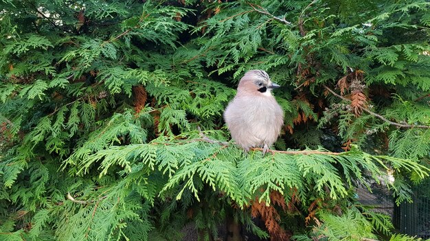 Bird on a tree branch