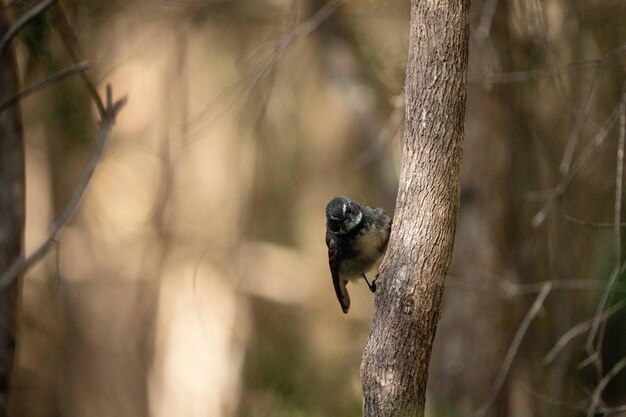 A bird on a tree branch