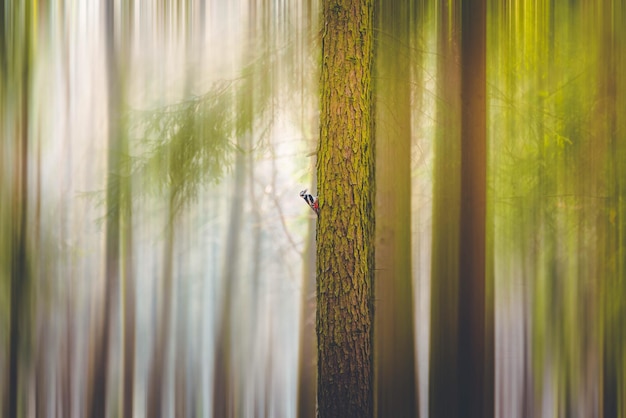 Foto uccello sull'albero nella foresta