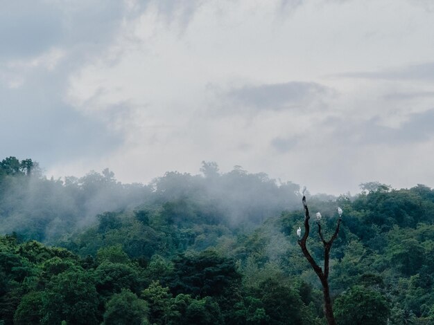 Bird on tree in forest