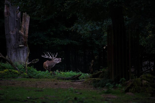 Foto uccello sul tronco di un albero nella foresta