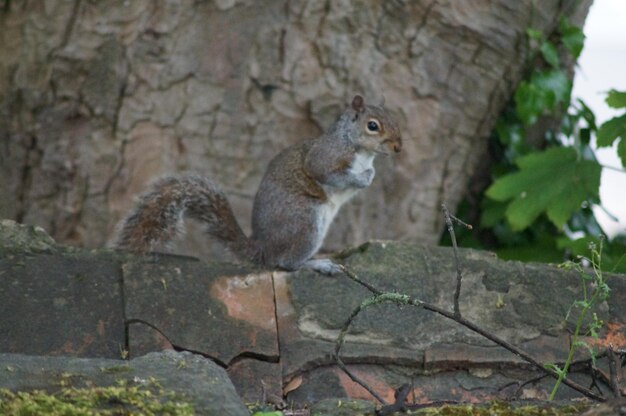 Bird on tree trunk