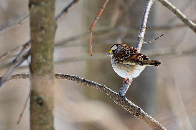 Bird in tree in winter