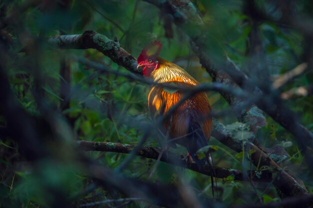 Photo bird on a tree