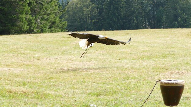 Foto uccello sull'albero