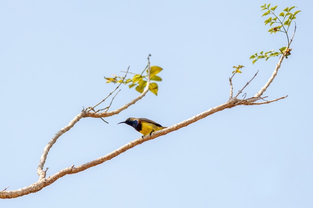 Bird on tree