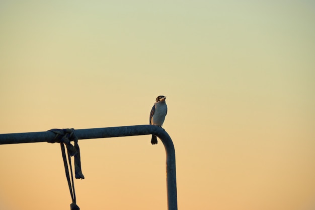 夕暮れの空の間にチューブ上の鳥。