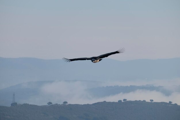 食べ物を求めて雲の間や山や谷を越えて空を一人で飛ぶ鳥のハゲタカ