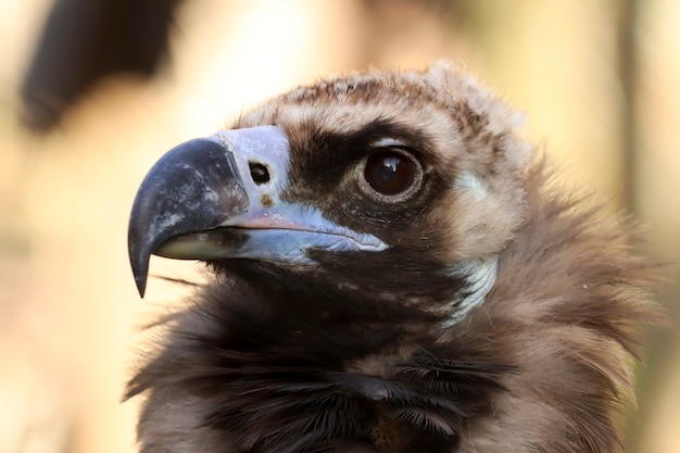 Bird vulture in the zoo enclosure