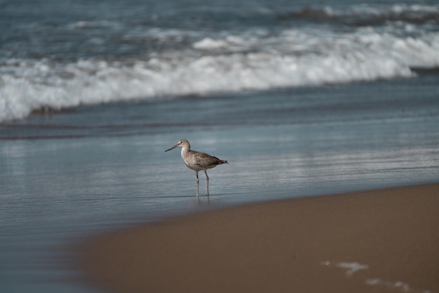 Foto un uccello che cammina sulla spiaggia