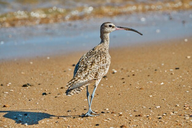 浜辺の砂の上を歩く鳥