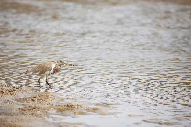 A bird walks on the shore during