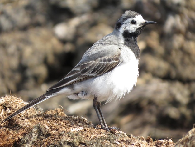 Bird watching in a beautiful area