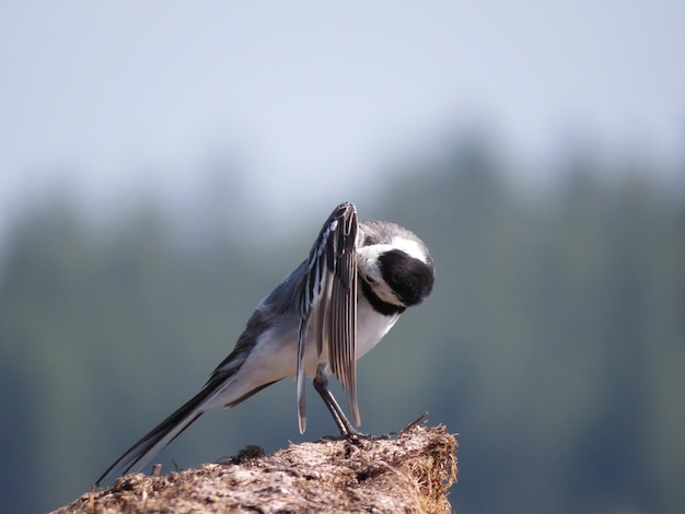 Bird watching in a beautiful place