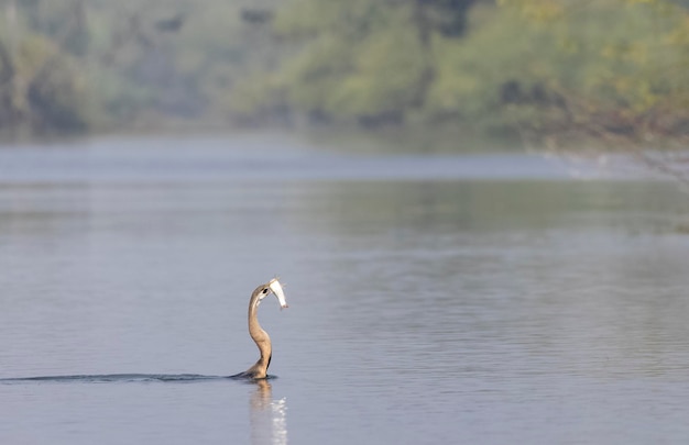 A bird in the water with a long beak