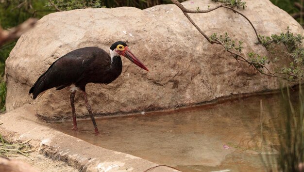 水中の鳥