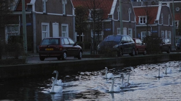 Photo bird in water