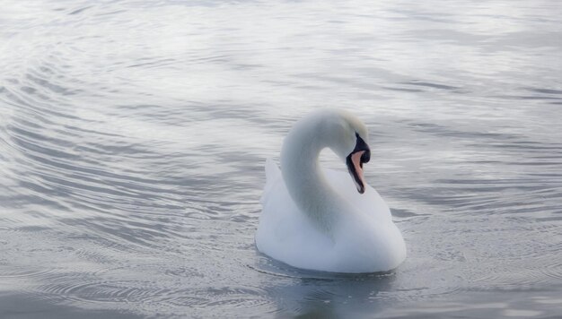 Bird in water