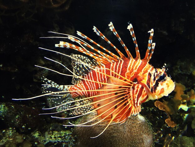 Foto uccello in acqua