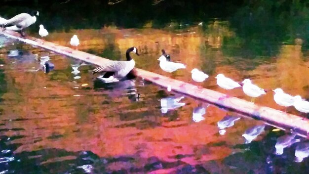 Foto uccello in acqua